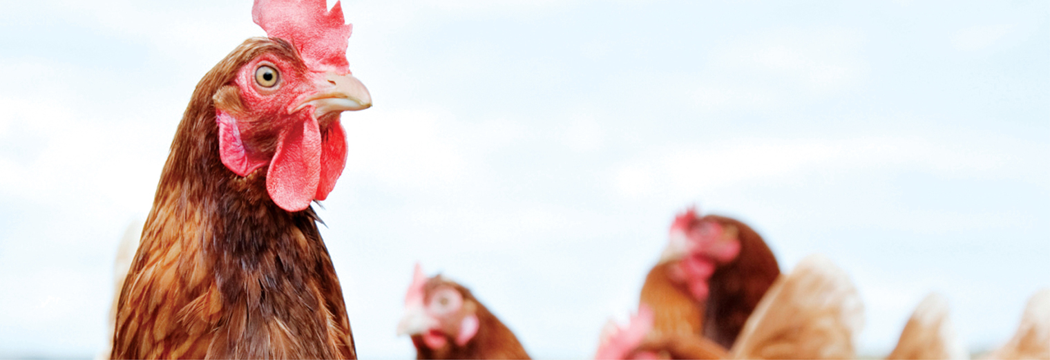 Master Builders Solutions partners with some of the leading companies in the poultry industry, providing tailored solutions such as Ucrete flooring systems for abattoirs and processing plants. 